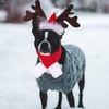 image:image1 Set Reindeer Antlers Headband with Scarf for Dog Christmas Doggie Costume Set