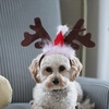 image:image1 Set Reindeer Antlers Headband with Scarf for Dog Christmas Doggie Costume Set
