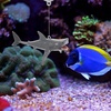 image:imageBeaupretty 2 Sets Fish Decoration Fish Tank Floating Decorations Fish Tank Accessories Sharks Aquarium Layout Prop