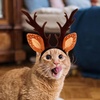 image:imageBeaupretty Hat for Women Lace Headband Puppy Accessories for Small Dogs Pet Reindeer Costume Christmas Deer Ears for Small Dog Clothing Antlers Antler Hat Brown Miss Cute Cat HeadbandBrown