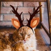 image:imageBeaupretty Hat for Women Lace Headband Puppy Accessories for Small Dogs Pet Reindeer Costume Christmas Deer Ears for Small Dog Clothing Antlers Antler Hat Brown Miss Cute Cat HeadbandBrown