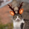image:imageBeaupretty Hat for Women Lace Headband Puppy Accessories for Small Dogs Pet Reindeer Costume Christmas Deer Ears for Small Dog Clothing Antlers Antler Hat Brown Miss Cute Cat HeadbandBrown