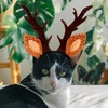 image:imageBeaupretty Hat for Women Lace Headband Puppy Accessories for Small Dogs Pet Reindeer Costume Christmas Deer Ears for Small Dog Clothing Antlers Antler Hat Brown Miss Cute Cat HeadbandBrown