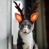 image:imageBeaupretty Hat for Women Lace Headband Puppy Accessories for Small Dogs Pet Reindeer Costume Christmas Deer Ears for Small Dog Clothing Antlers Antler Hat Brown Miss Cute Cat HeadbandBrown
