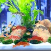 image:imageBeaupretty Small Fish Statue 5 Pcs Aquarium Decor Fake Koi Fish Ornaments Realistic Tank Decorations for Home and Office Terrariums