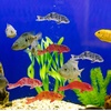 image:imageBeaupretty Small Fish Statue 5 Pcs Aquarium Decor Fake Koi Fish Ornaments Realistic Tank Decorations for Home and Office Terrariums